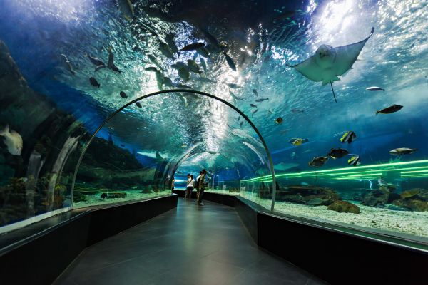 Thủy cung tại trung tâm mua sắm Dubai Mall